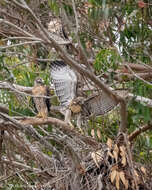 Image of Red-tailed Hawk