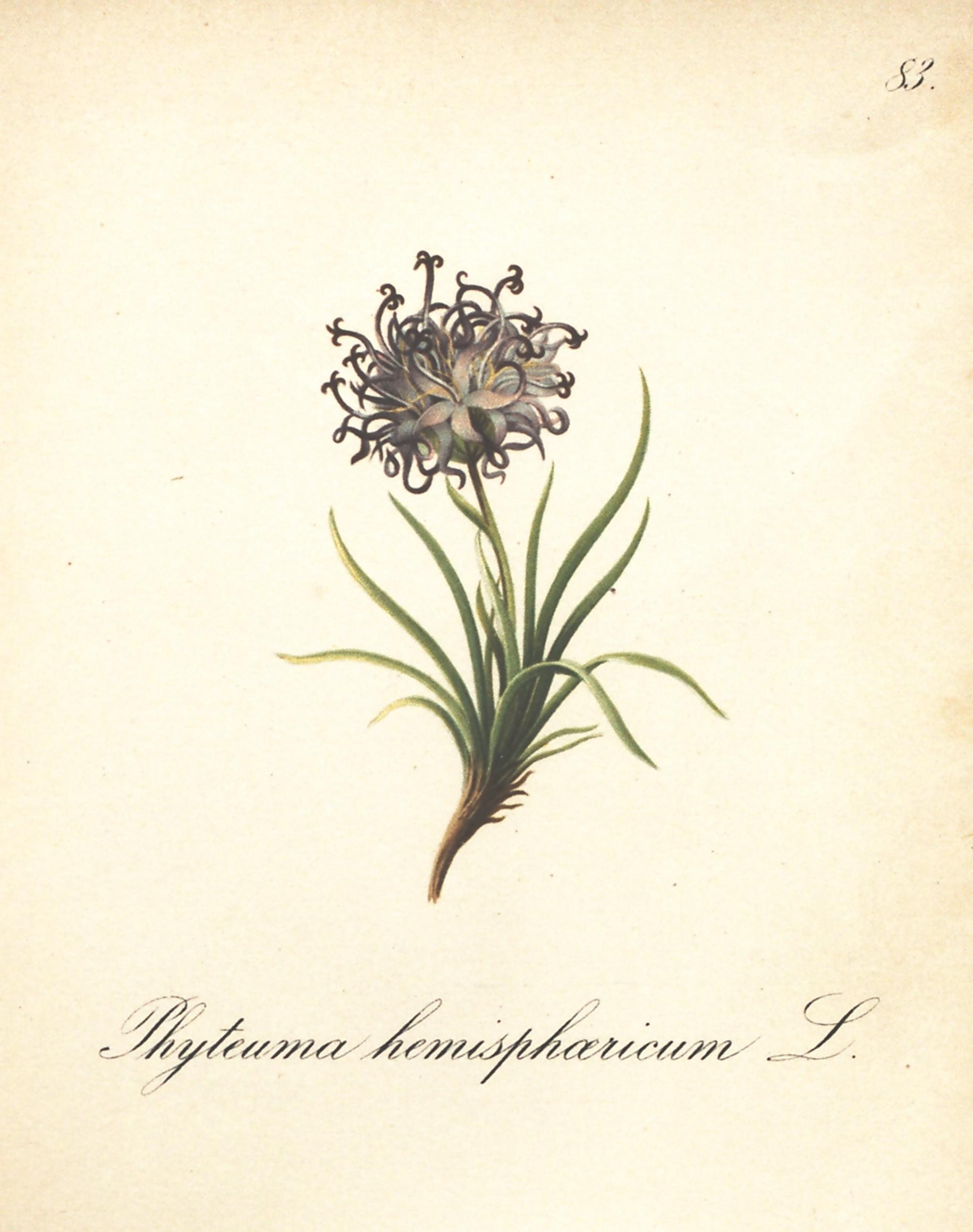 Phyteuma hemisphaericum (rights holder: Biodiversity Heritage Library)