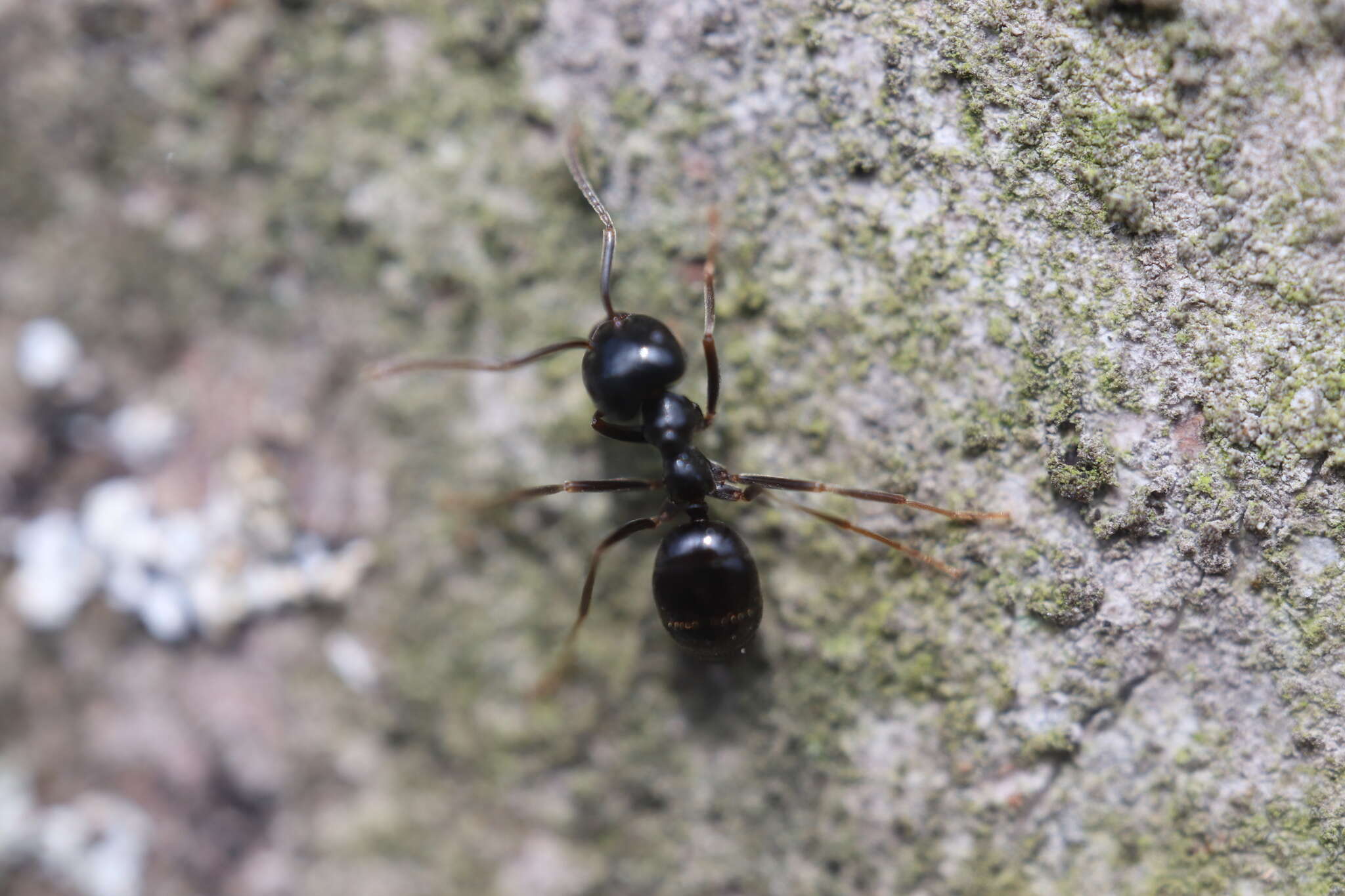 Image de Lasius fuliginosus (Latreille 1798)