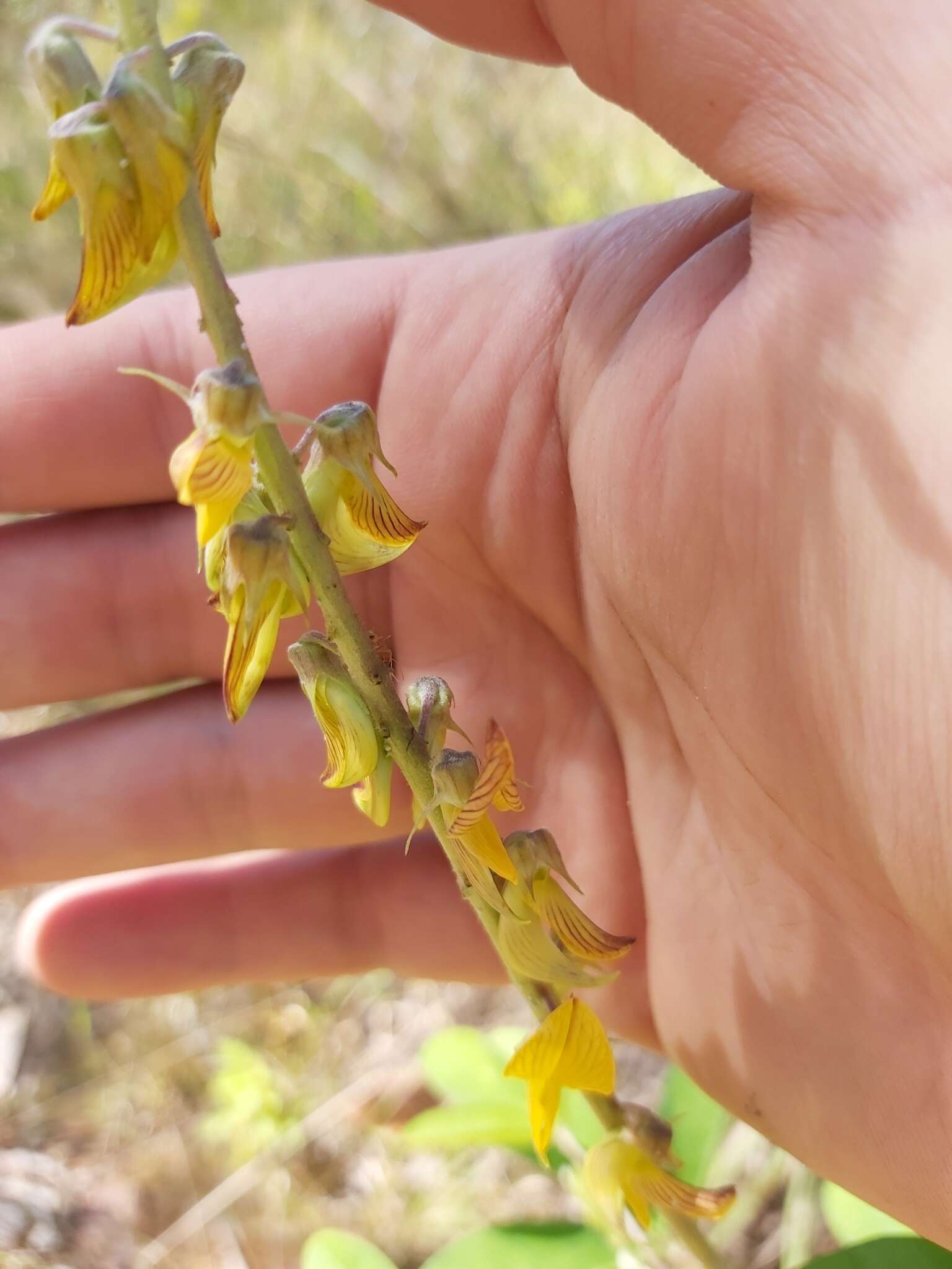 صورة Crotalaria pallida Aiton