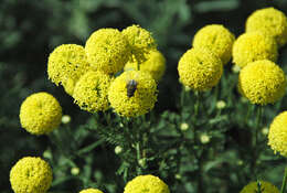 Image of lavender cotton