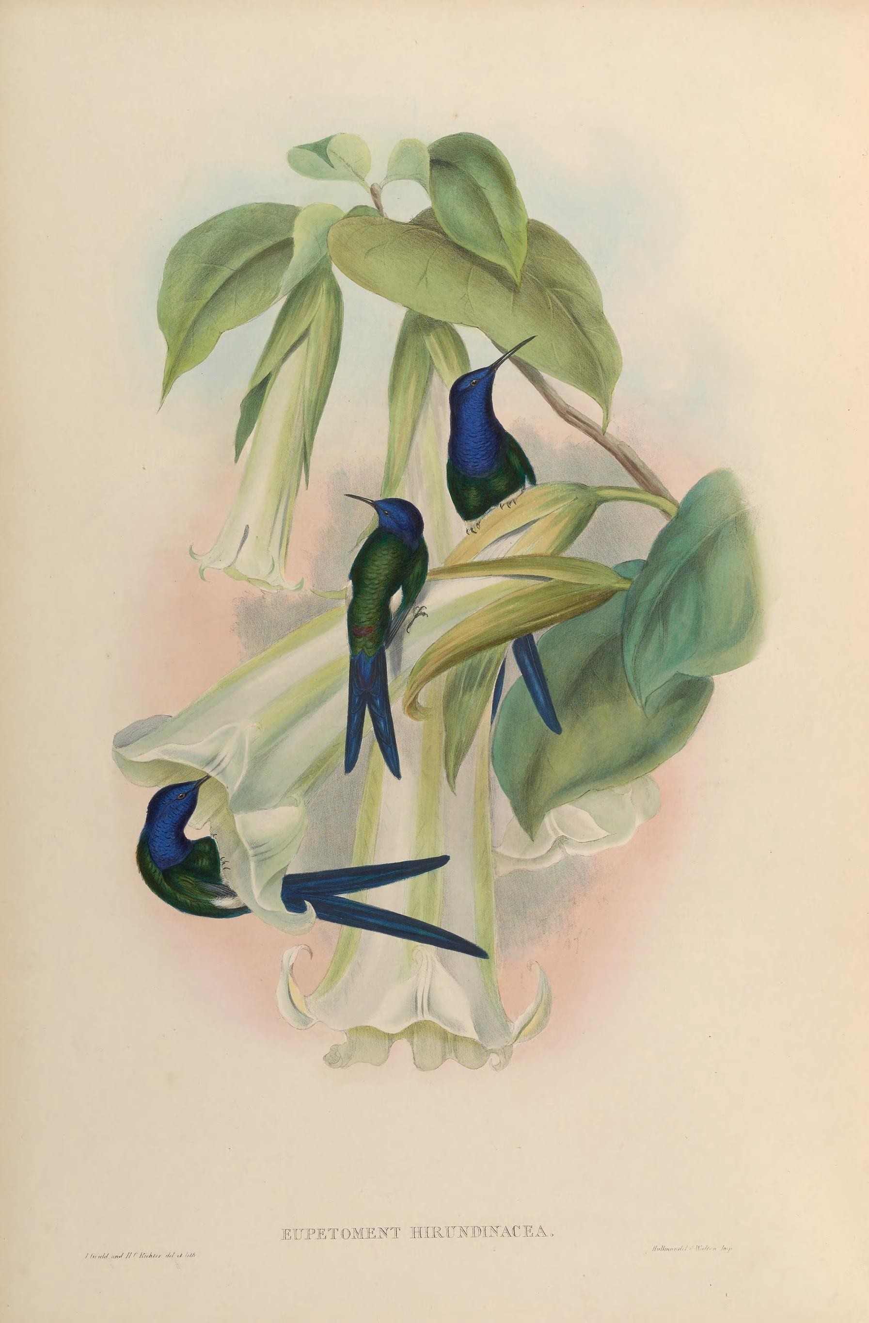 Image of Eupetomena Gould 1853