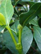 Image of Black bird-berry