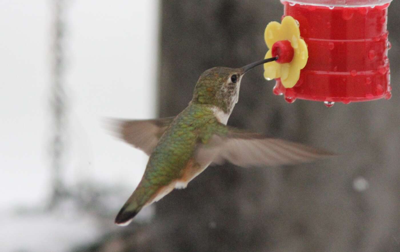 Image de Colibri roux