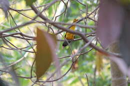 Image of Black-hooded Oriole