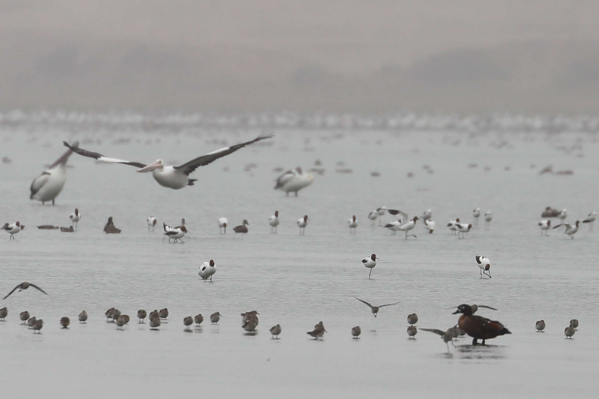 Image of Australian Red-necked Avocet