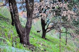 Image of Himalayan Goral