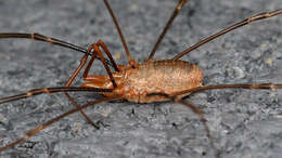 Image of Daddy longleg