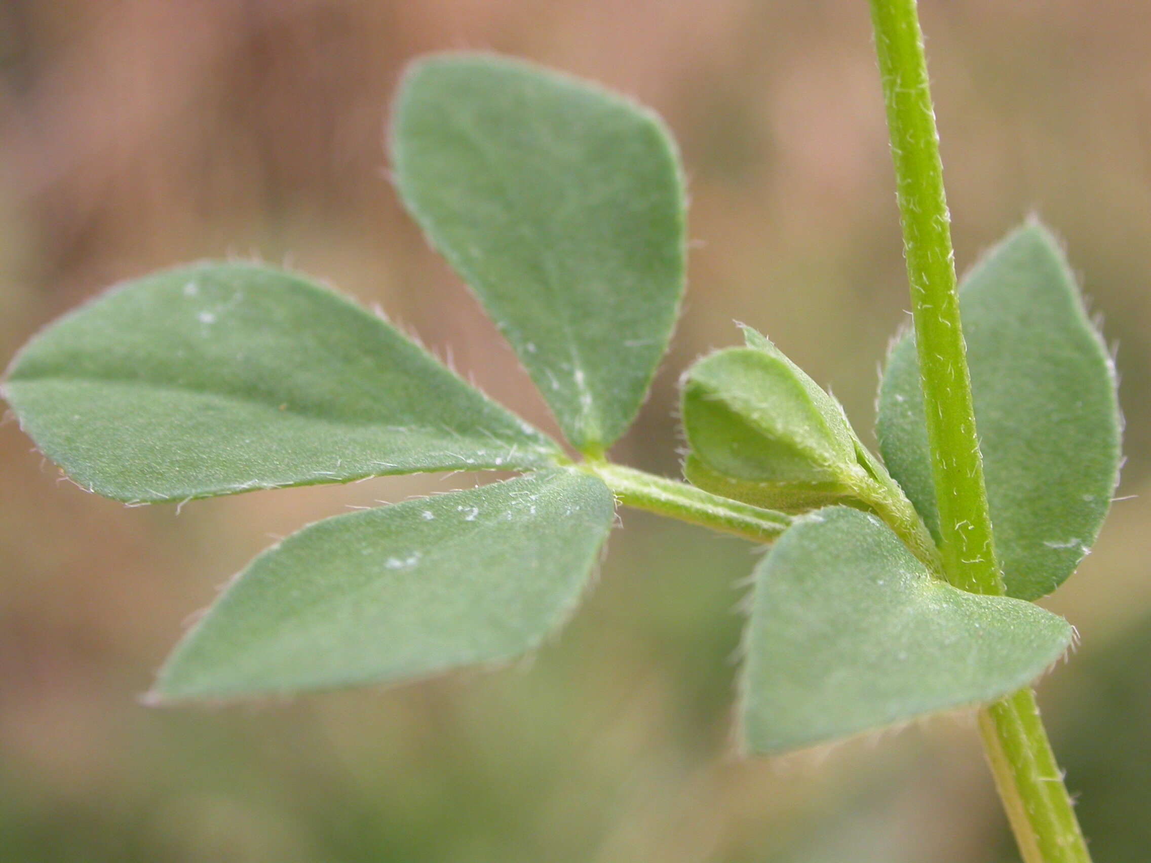 Image of Common Bird's-foot-trefoil