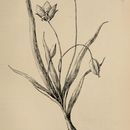 Image of beavertail grass