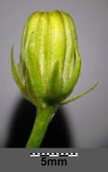 Image of rough hawksbeard