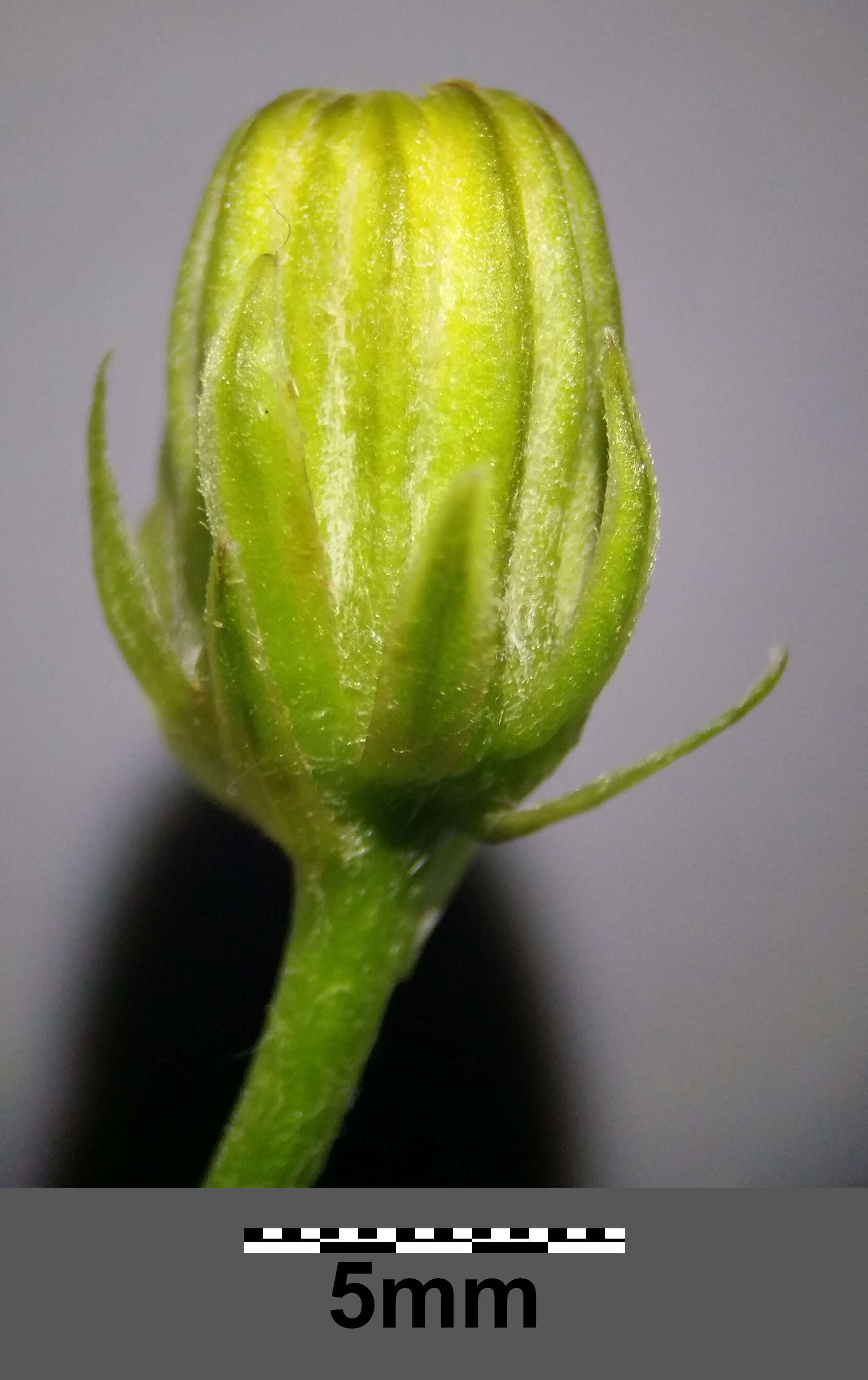 Image of rough hawksbeard