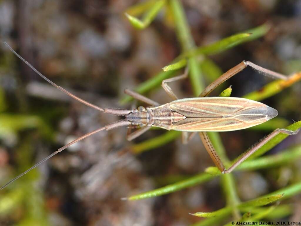 Image de Notostira elongata (Geoffroy 1785)