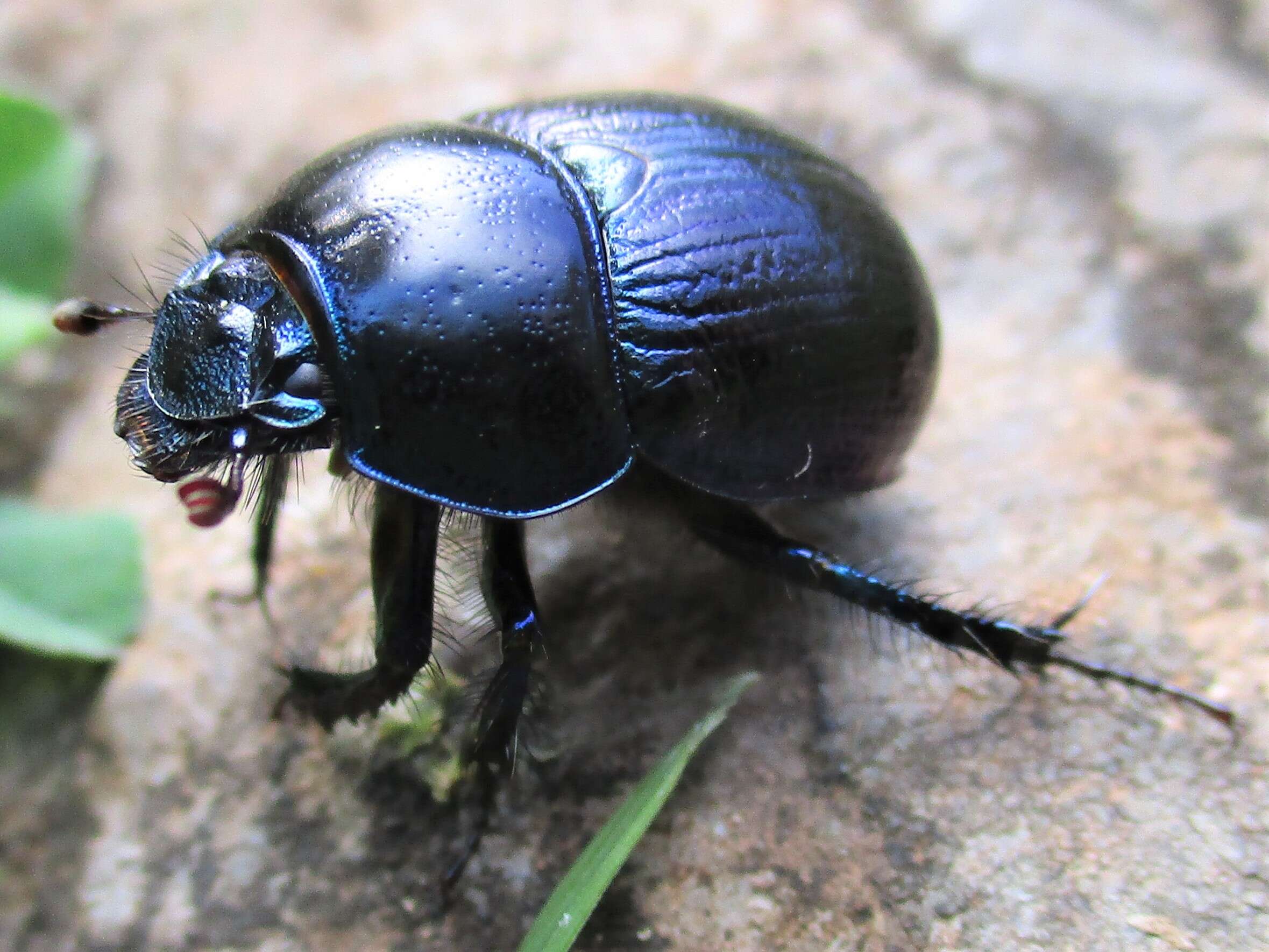 Слика од Anoplotrupes