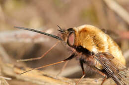 Image of Dotted bee-fly