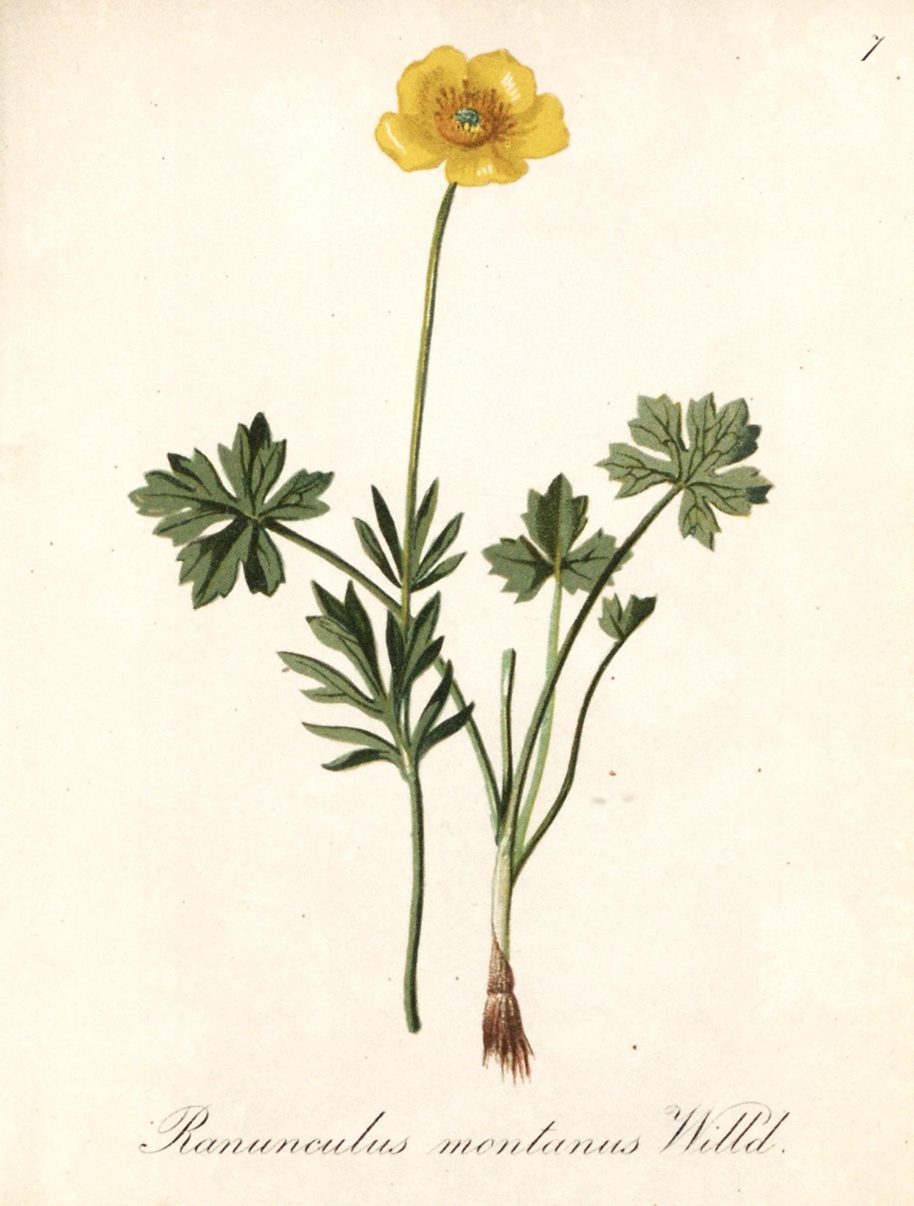 Ranunculus montanus (rights holder: Biodiversity Heritage Library)