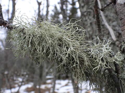 Image of farinose cartilage lichen