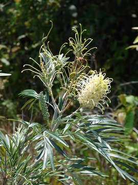 Image of kahiliflower