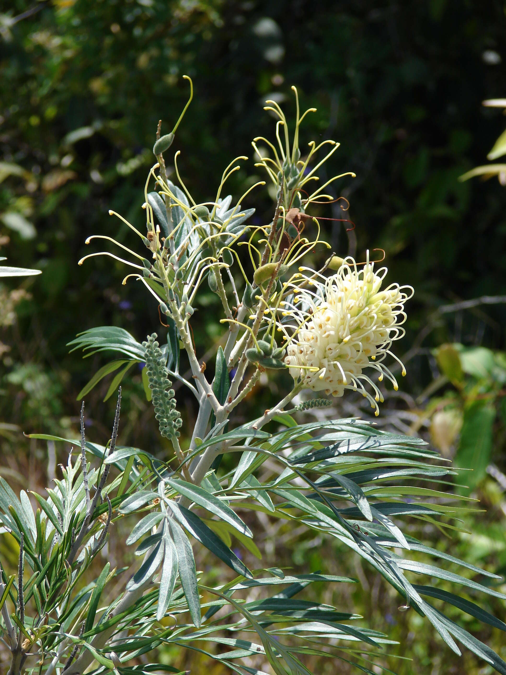 Imagem de Grevillea banksii R. Br.