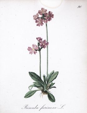 Image of Bird's-eye Primrose