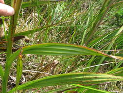 Image of Wachendorfia thyrsiflora Burm.