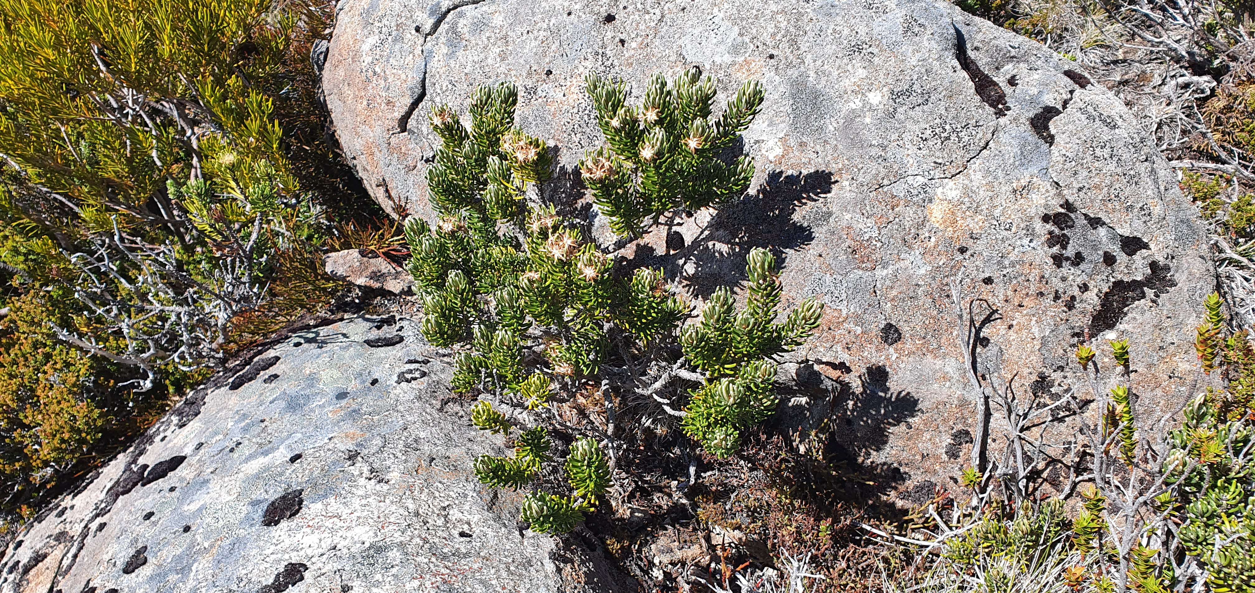 Olearia resmi