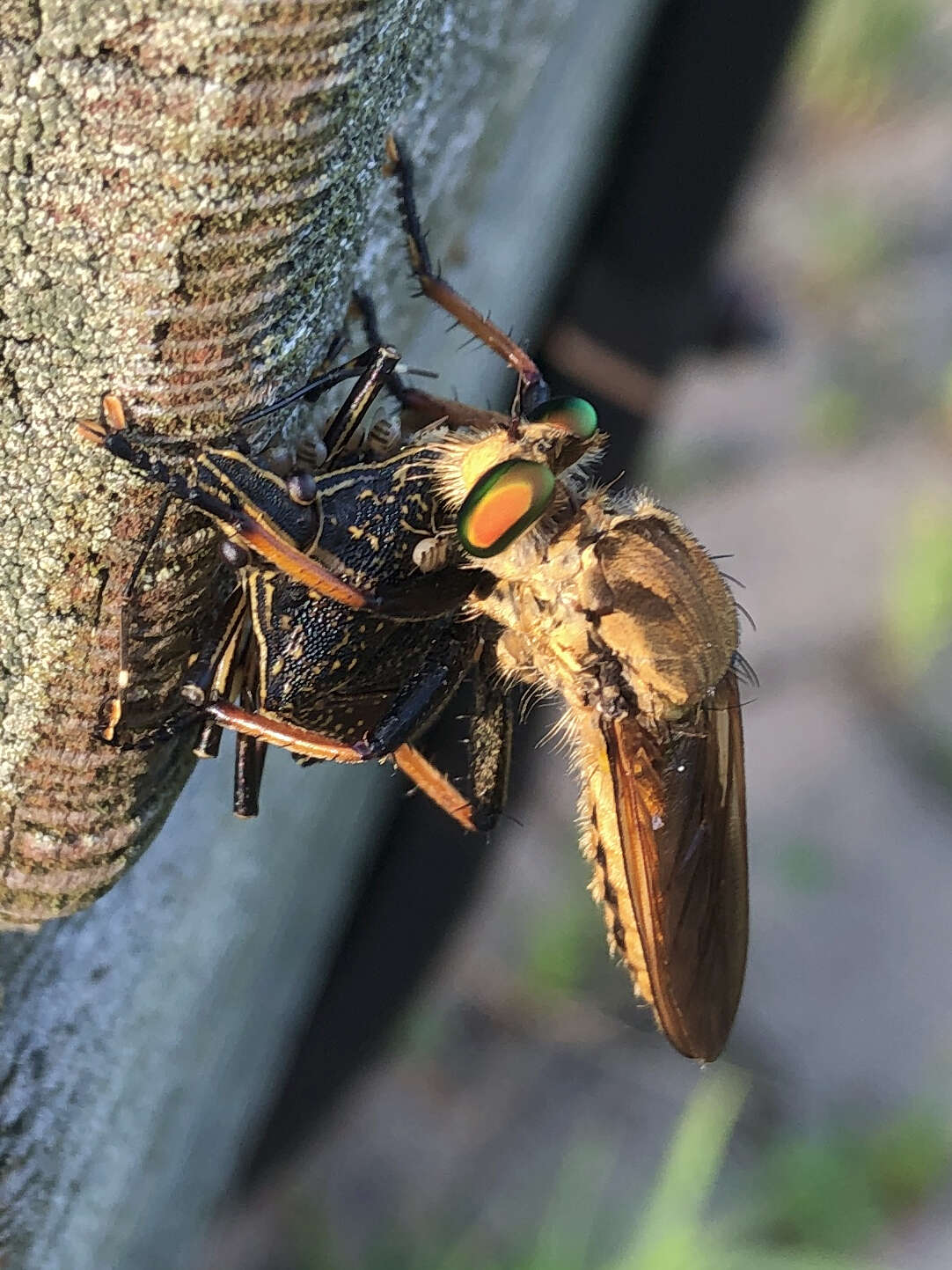 صورة Cophinopoda chinensis (Fabricius 1794)