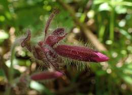 صورة Silene dioica (L.) Clairv.