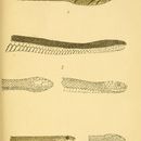 Image of Xenochrophis punctulatus (Günther 1858)