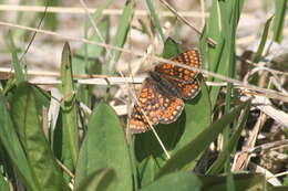 Image of Euphydryas aurinia