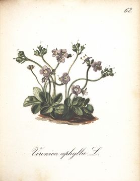 Image of speedwell