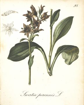 Image of alpine bog swertia