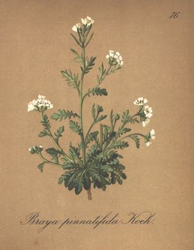 Image of <i>Murbeckiella pinnatifida</i> (Lam.) Rothm.