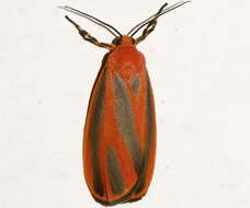 Image of Scarlet-winged Lichen Moth