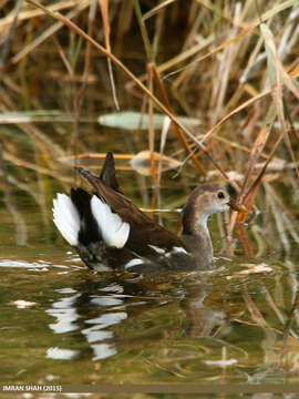 Image of Common Moorhen