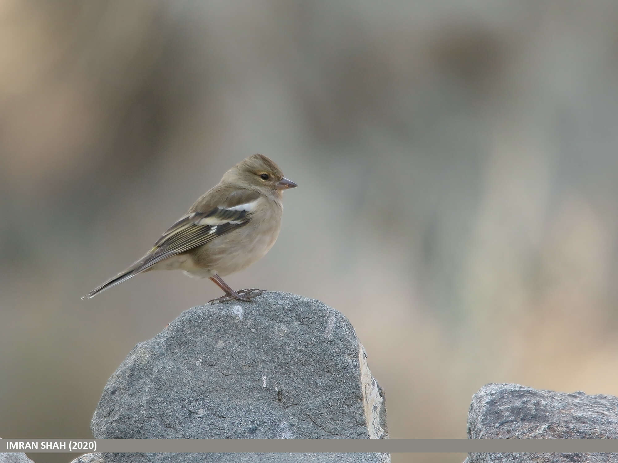 Image of Fringilla Linnaeus 1758