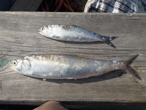 Image of Black Sea Shad