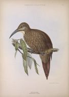 Image of Xiphocolaptes promeropirhynchus lineatocephalus (Gray & GR 1847)