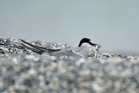 Image of Aleutian Tern