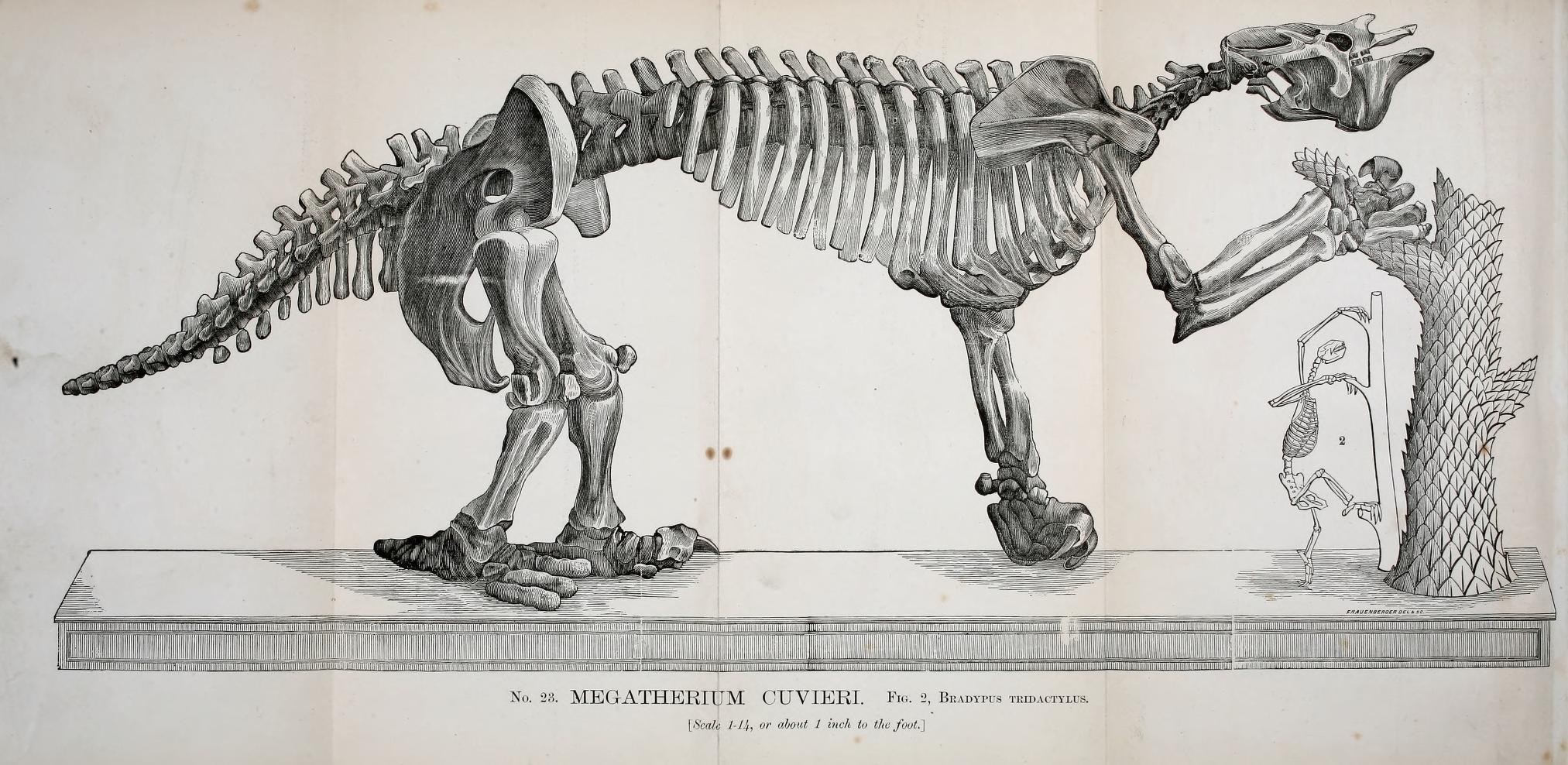 Megatherium Americanum English Encyclopedia Of Life