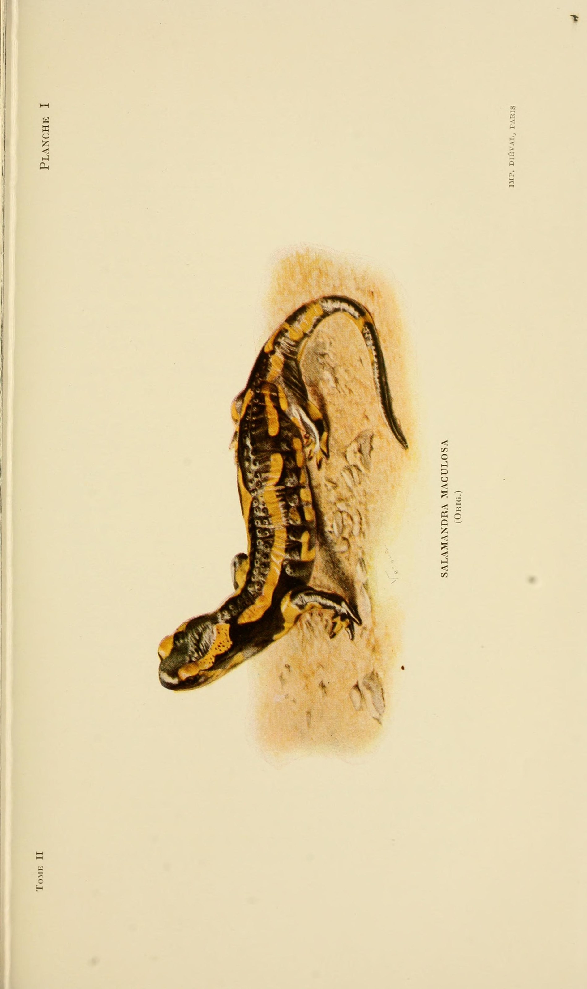Image of Fire Salamander