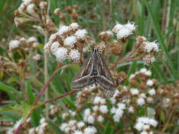 صورة Ageratina riparia (Regel) R. King & H. Rob.