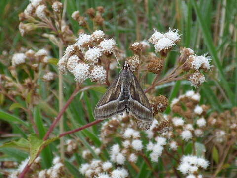 Image of spreading snakeroot