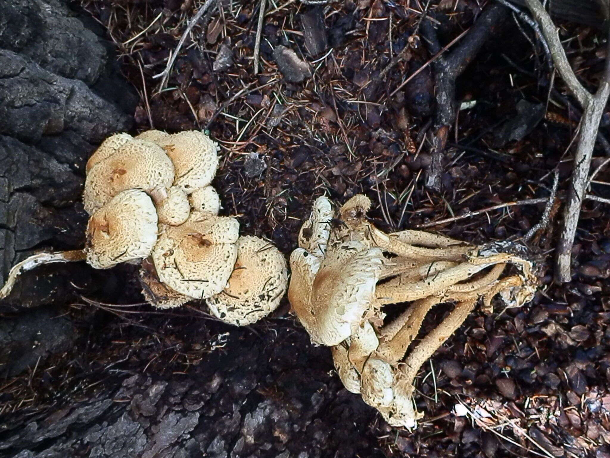 Pholiota squarrosa (Vahl) P. Kumm. 1871 resmi