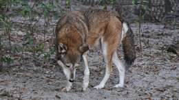 Image of Red wolf