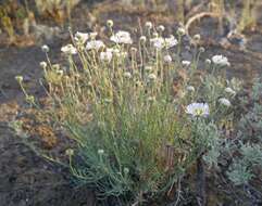 Imagem de Erigeron filifolius (Hook.) Nutt.