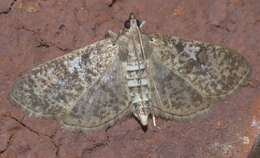 Image of Freeman's Palpita Moth