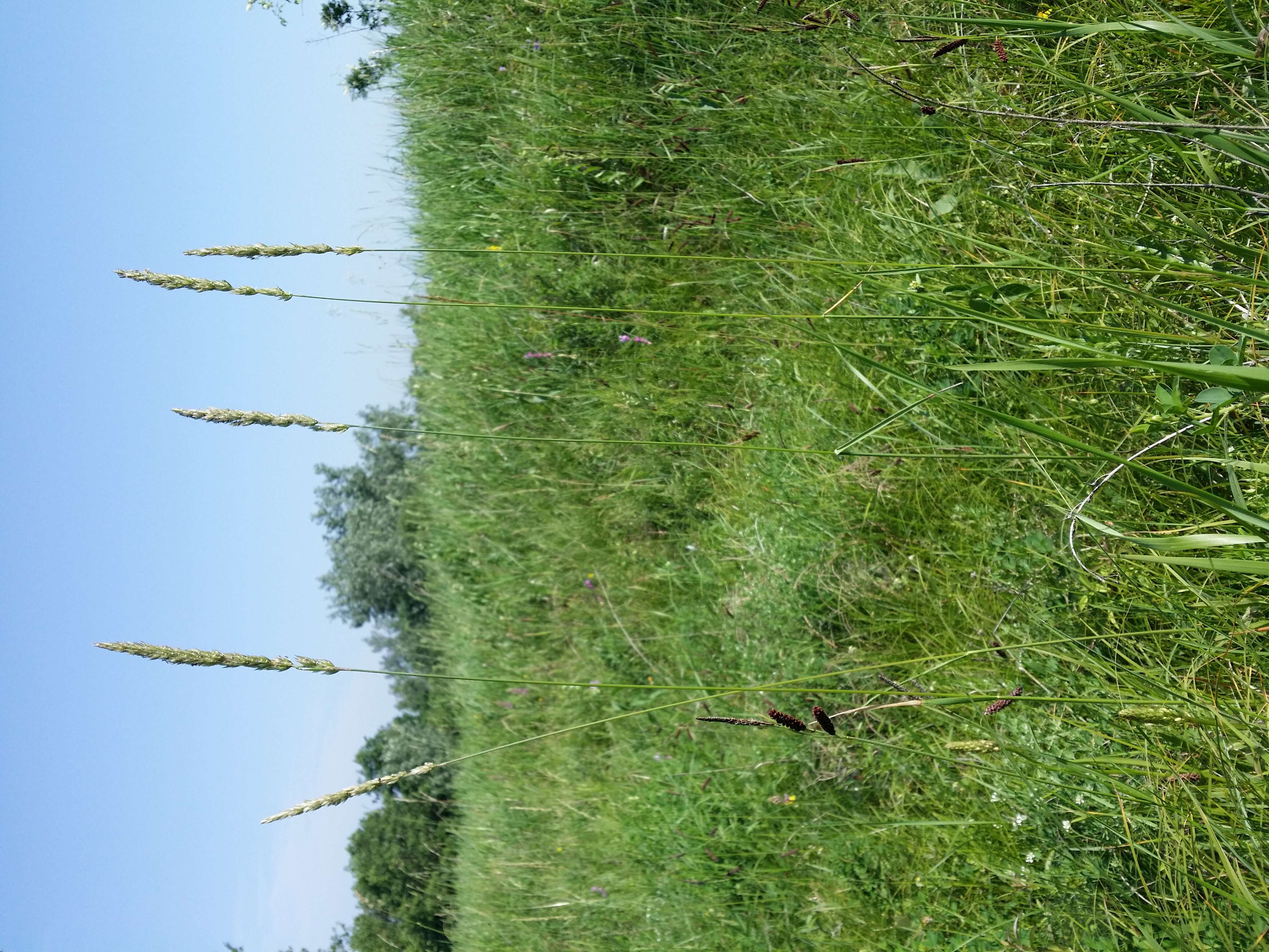 Image of June grass