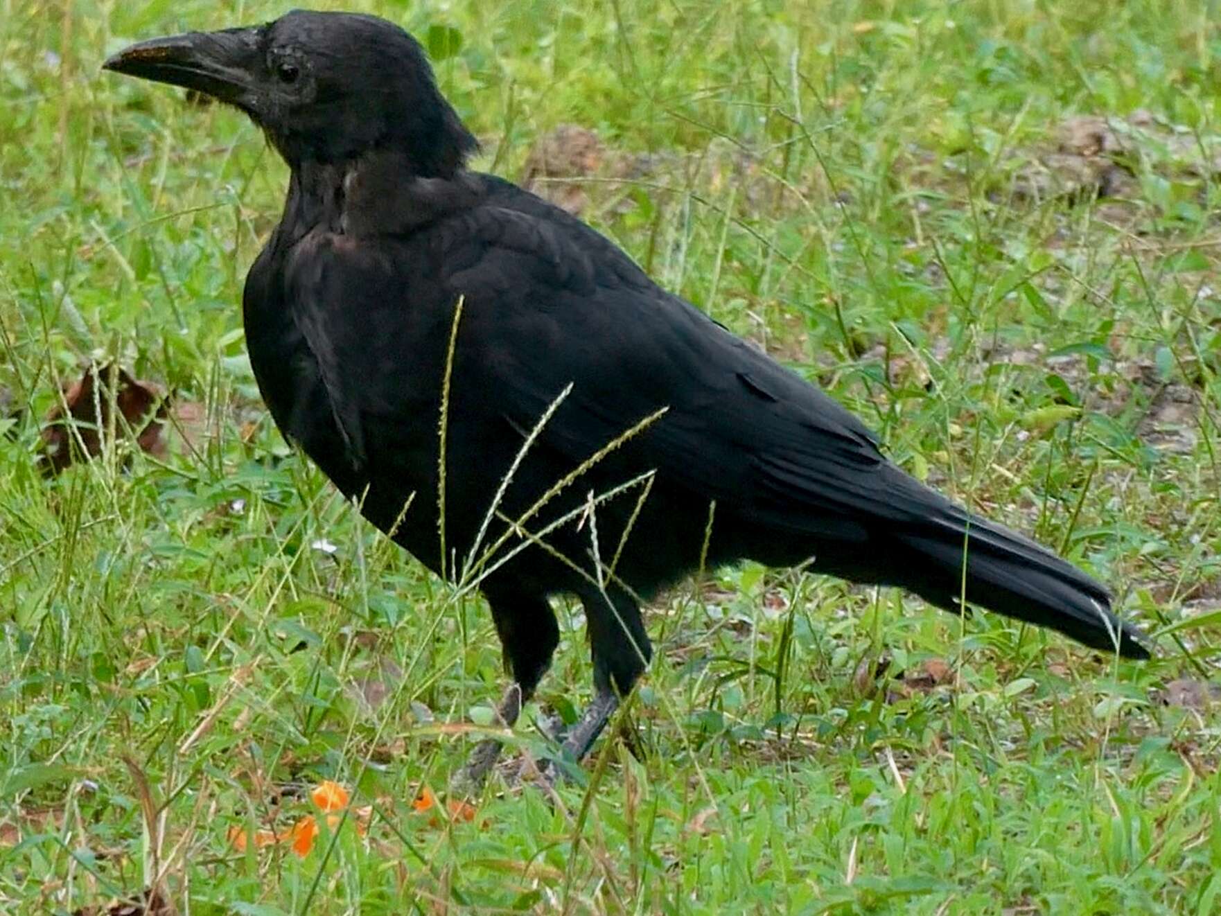 Image of Eastern Carrion Crow