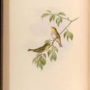 Image of Zosterops erythropleurus Swinhoe 1863